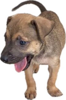 Spooky the dog - the inspiration behind Spooky Planning